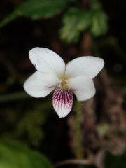 Viola adenothrix