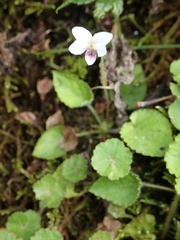 Viola adenothrix