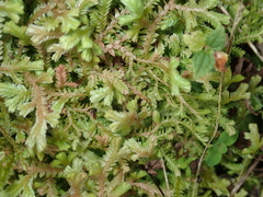 Selaginella labordei