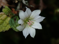 Gentiana flavomaculata