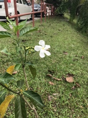 Tabernaemontana divaricata