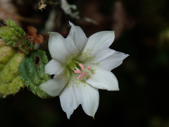 Gentiana flavomaculata