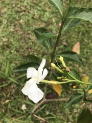 Tabernaemontana divaricata