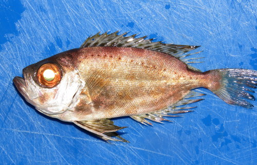 Bigeye (Priacanthus macracanthus) — Priacanthidae — 3