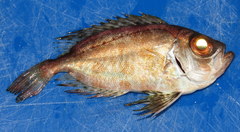 Priacanthus macracanthus