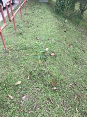 Tabernaemontana divaricata