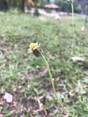 Tridax procumbens