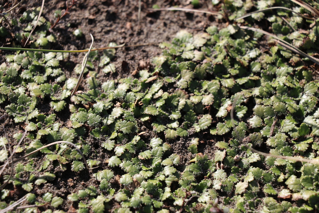 Gunnera dentata from Foxton Beach, New Zealand on April 23, 2024 at 11: ...