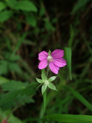 Geranium nepalense thunbergii