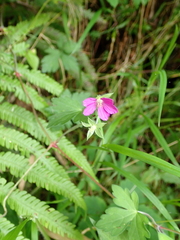 Geranium nepalense thunbergii