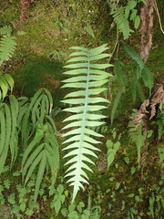 Polypodiodes amoena