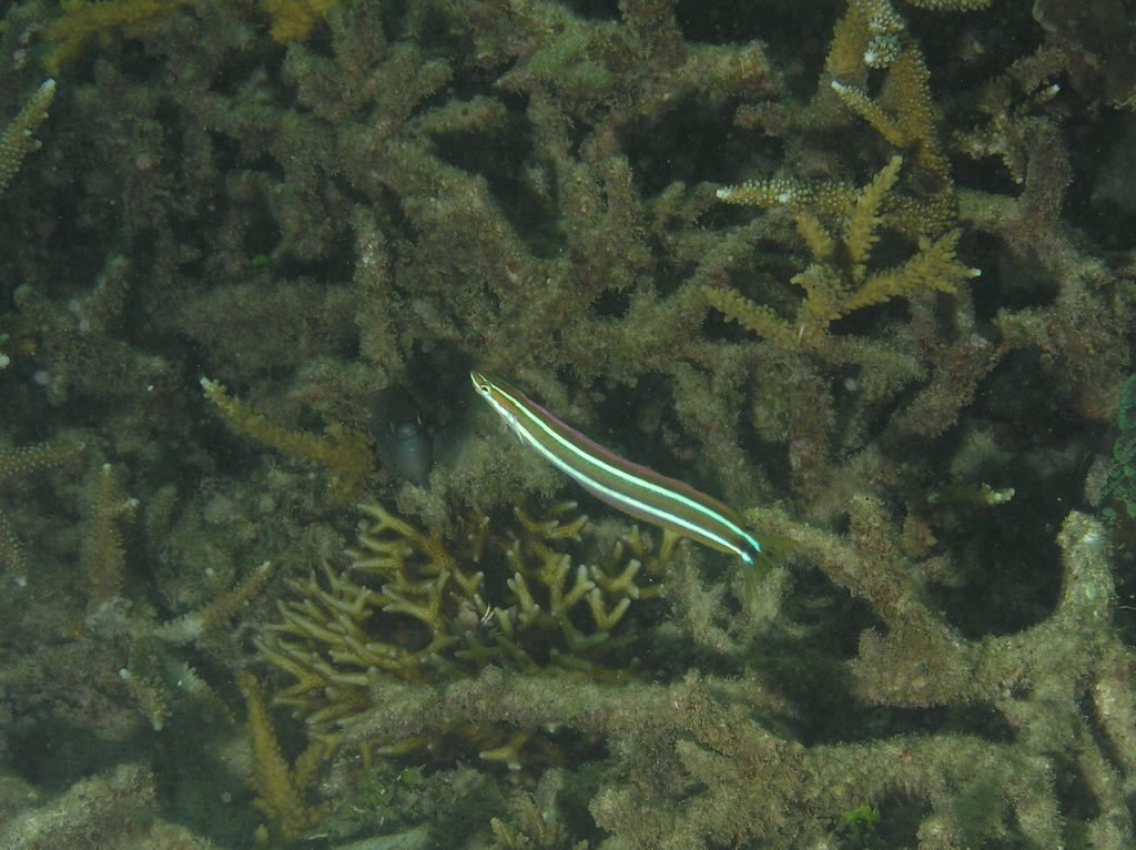 Bluestriped blenny