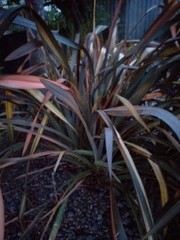 Phormium