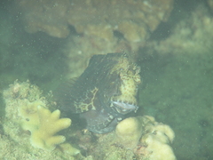 Obscure Blenny photo 4