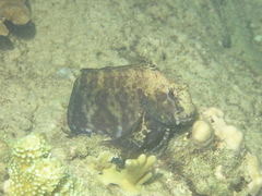Obscure Blenny photo 3