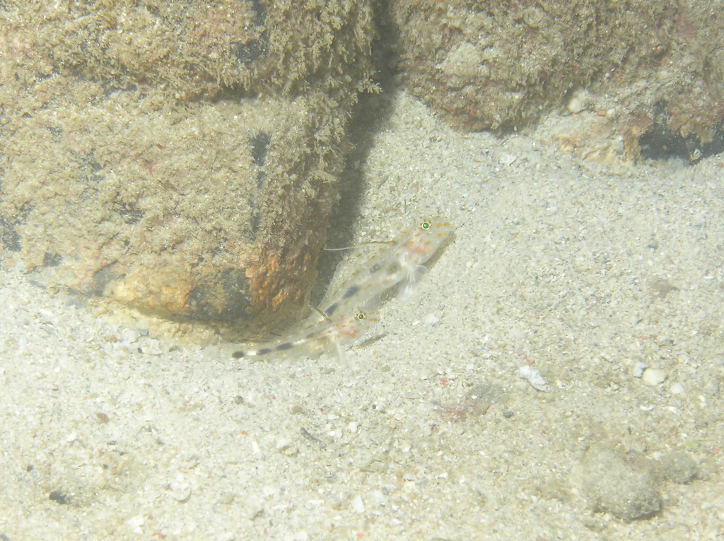 Blotched Goby