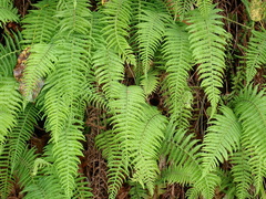 Amauropelta beddomei