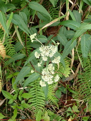 Eupatorium tashiroi