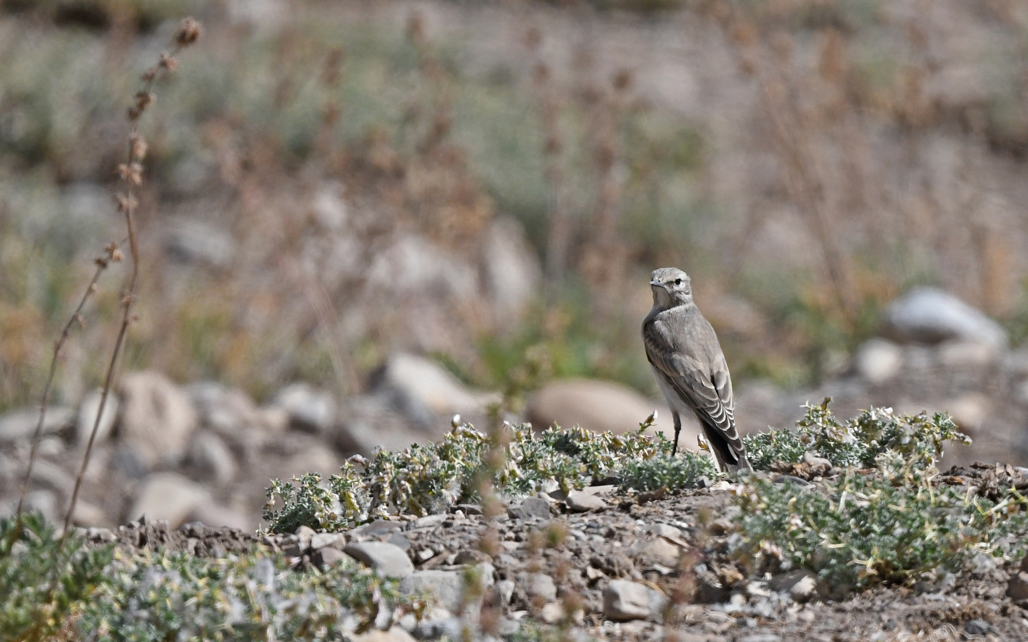 Black-fronted Ground Tyrant (Muscisaxicola frontalis), photo 10