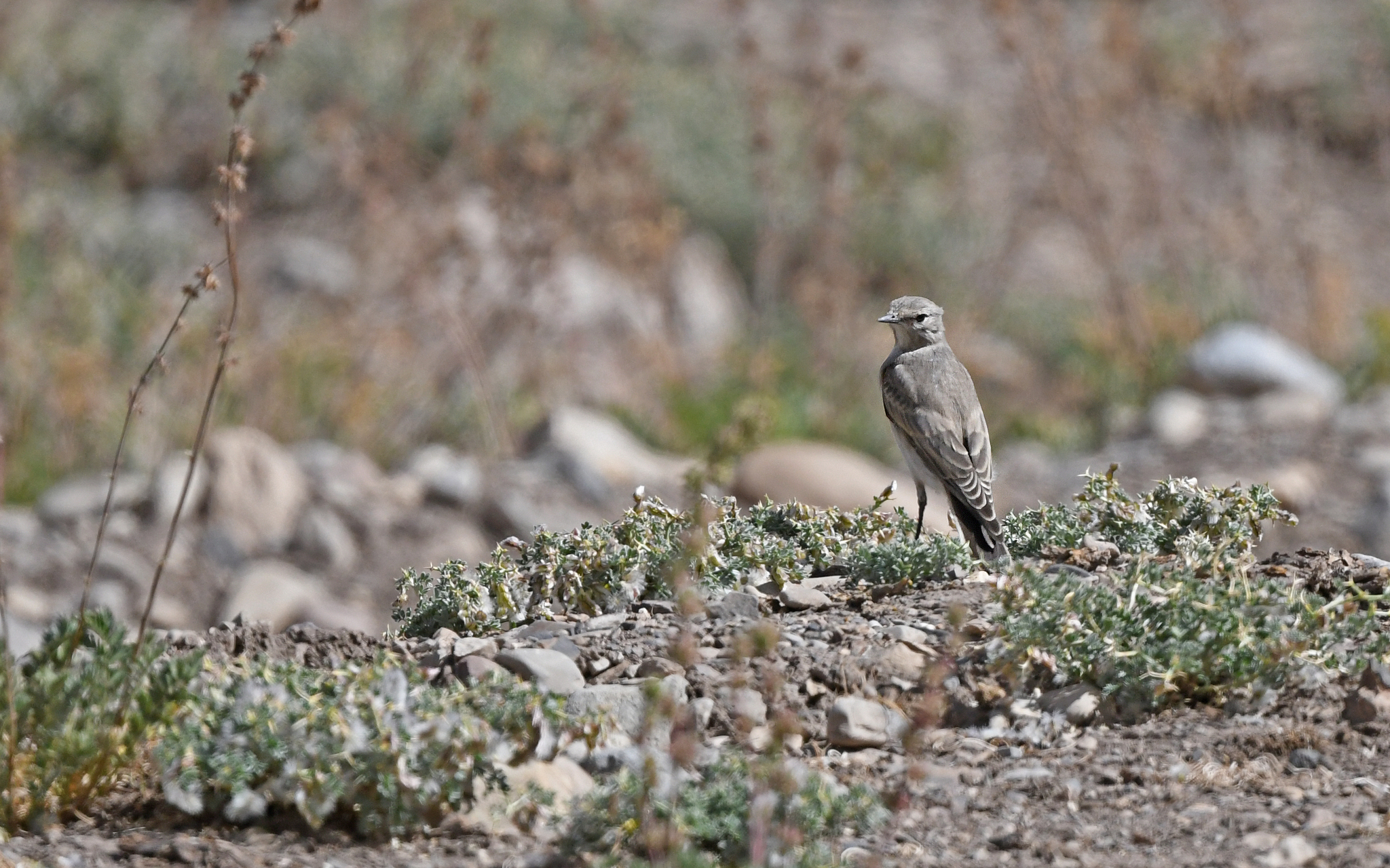 Black-fronted Ground Tyrant (Muscisaxicola frontalis), photo 9