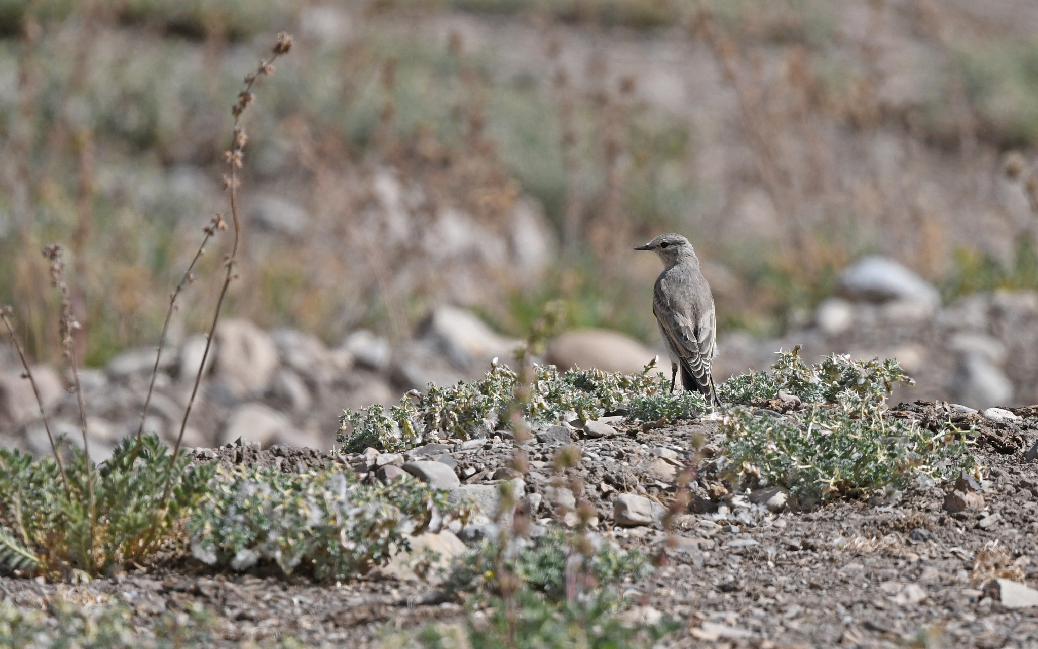 Black-fronted Ground Tyrant (Muscisaxicola frontalis), photo 8