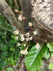 Sterculia monosperma