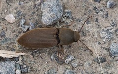 Agriotes obscurus