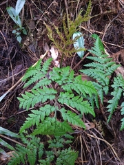 Sceptridium daucifolium