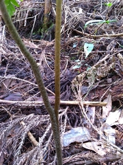 Sceptridium daucifolium