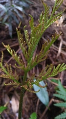 Sceptridium daucifolium