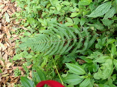 Pseudophegopteris hirtirachis