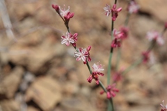 Eriogonum cithariforme