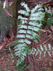 Diplazium mettenianum