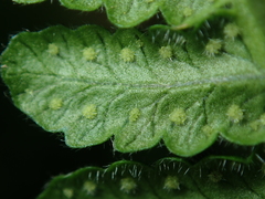 Pseudophegopteris hirtirachis