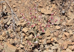 Eriogonum cithariforme
