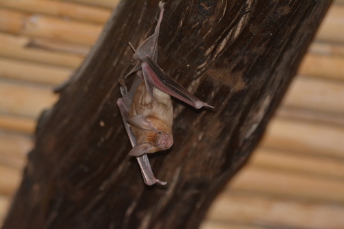 Geoffroy's Trident Leaf-nosed Bat