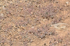 Eriogonum cithariforme