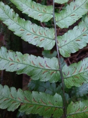 Diplazium mettenianum