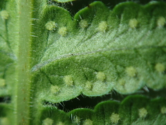 Pseudophegopteris hirtirachis