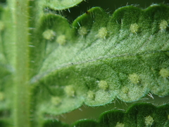 Pseudophegopteris hirtirachis