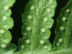 Pseudophegopteris hirtirachis