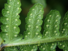 Pseudophegopteris hirtirachis