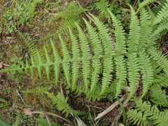 Athyrium oppositipennum