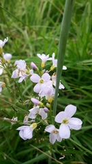 Cardamine pratensis