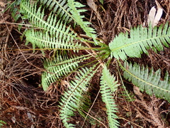 Plagiogyria stenoptera