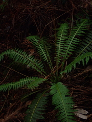 Plagiogyria stenoptera