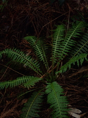 Plagiogyria stenoptera