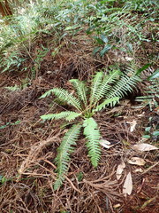 Plagiogyria stenoptera