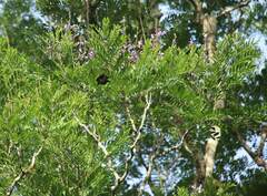 Jacaranda copaia image