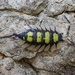 Porcellio expansus - Photo (c) marcaguilar, some rights reserved (CC BY-NC)